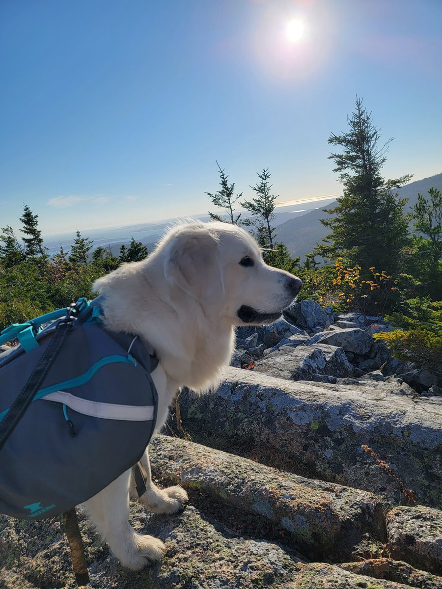 MisterJohnnyV's tweet photo. My Golden loved climbing to the summit of Cadillac Mountain @AcadiaNPS! Breathtaking views! He loved his @MountainsmithCo K9 backpack!  #Acadia #NewEngland #hiking #dog #pup https://t.co/kvCcggnp0P