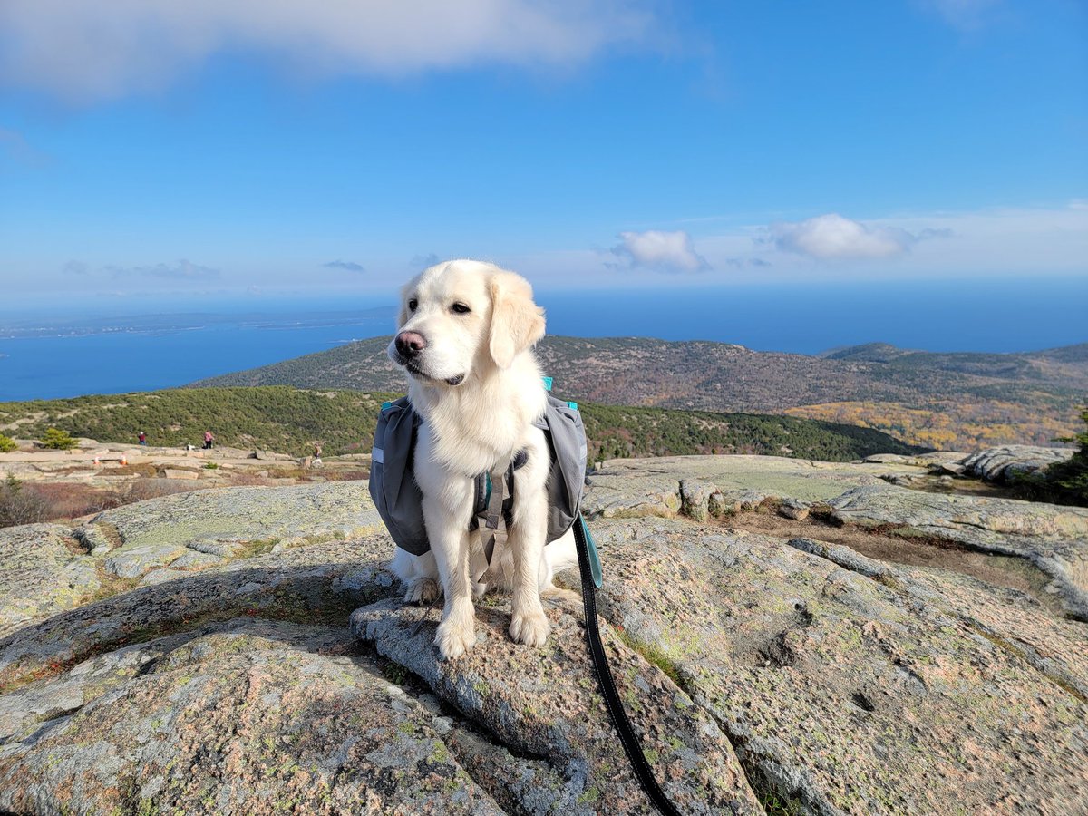 MisterJohnnyV's tweet photo. My Golden loved climbing to the summit of Cadillac Mountain @AcadiaNPS! Breathtaking views! He loved his @MountainsmithCo K9 backpack!  #Acadia #NewEngland #hiking #dog #pup https://t.co/kvCcggnp0P