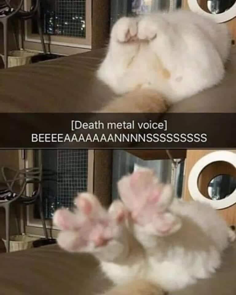SocksFur's tweet photo. Gonna call it now.

Next hottest trend on TikTok, right here. Once the proper voice and backing band makes a 15 second audio for it.

Even better if there's like a 2 second deep inhale before hard crashing into full on #KittyCore metal. https://t.co/oh4S82te0k