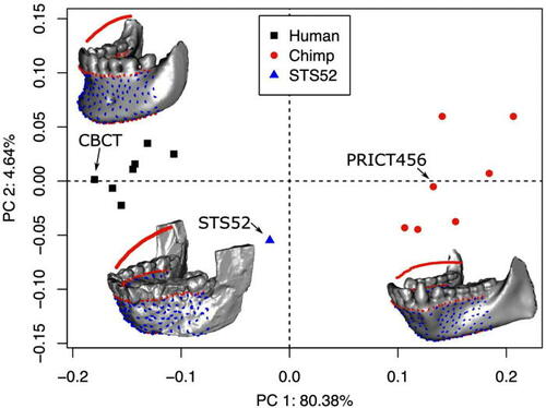 Researchers assessed the #speech production capability of sibilant fricatives of early hominin by interpolating the modern human vocal tract to an Australopithecine specimen based on the jawbone landmarks: doi.org/10.1121/10.001… #acoustics