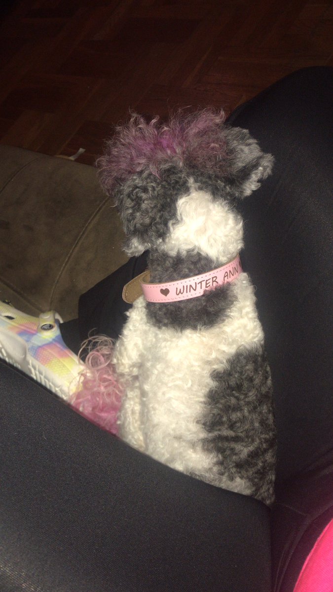 FitnessNever's tweet photo. ππππππππππ€£πππππ #clingyassdog #ilovemydog but she clingy!! She can be anywhere in this apt. But she choice to #copblock my thighs from meeting! #Dog #petparentproblems https://t.co/2UFHMTCxfC