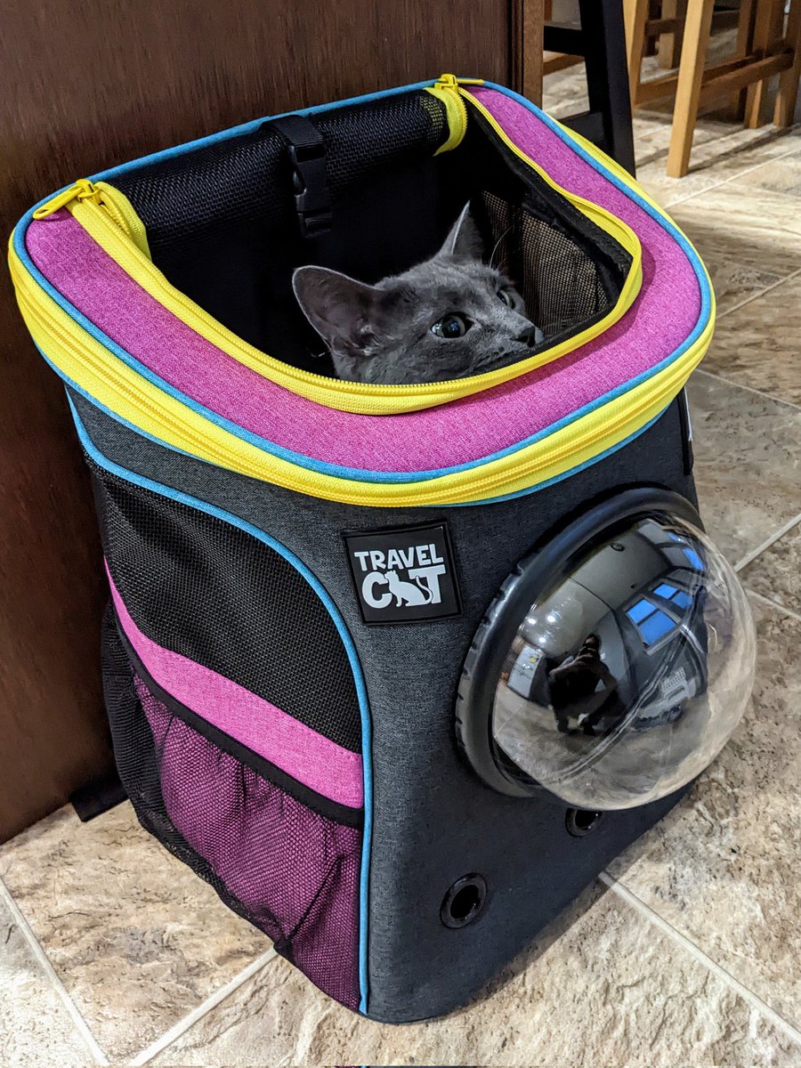 SylLovesBread's tweet photo. I love this new backpack! Great job, @yourcatbackpack! https://t.co/jyfpzJ0hu8