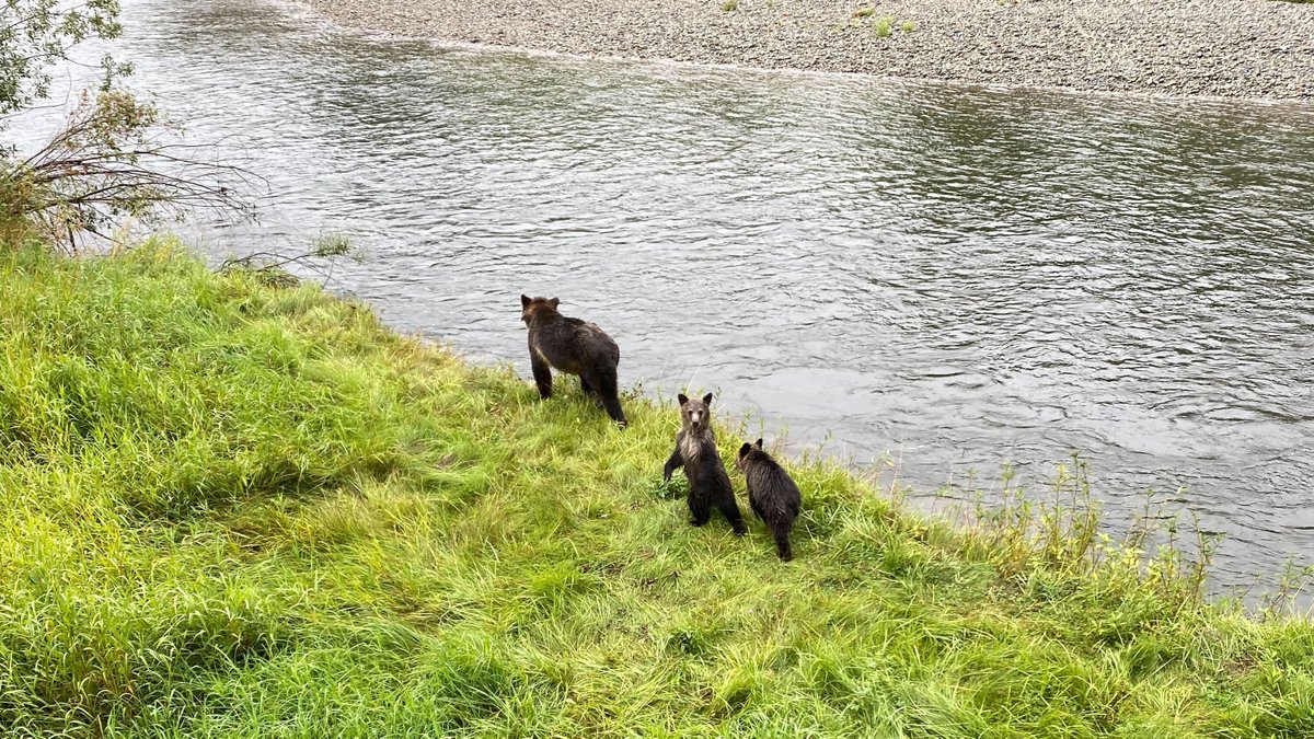 GenomeBC's tweet photo. BC's bears are iconic 🐻 which is why we have a whole podcast episode talking about them!

Our season opener "Pizzly Bears, Anyone?" is chock full of on the ground sounds, insights from bear experts and some fascinating science. Find it here: https://t.co/6QneJdz4xF https://t.co/9PjnzwQBU8