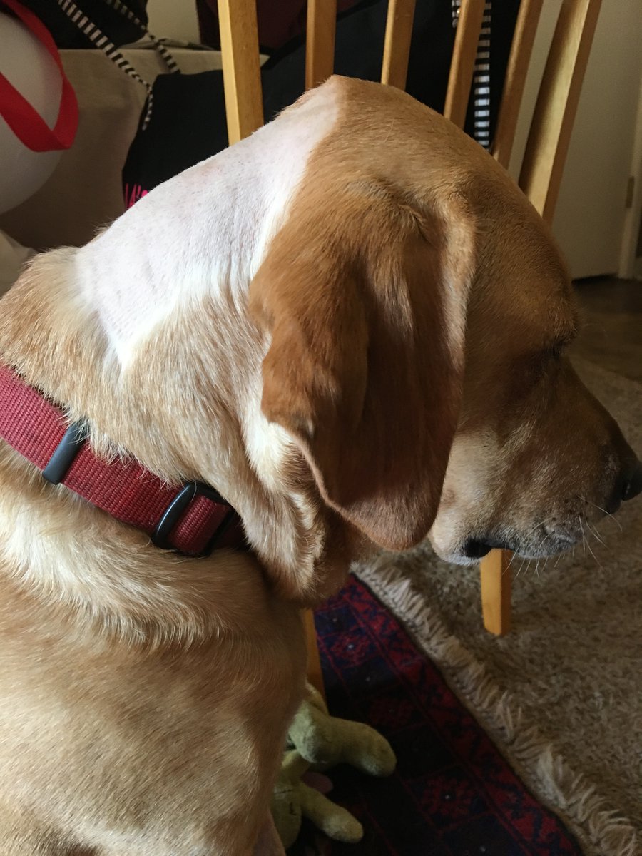 madlibbs15's tweet photo. @coffeespoonie Years ago my guy had to be shaved for a spinal tap 😂 https://t.co/jZoakhuHov