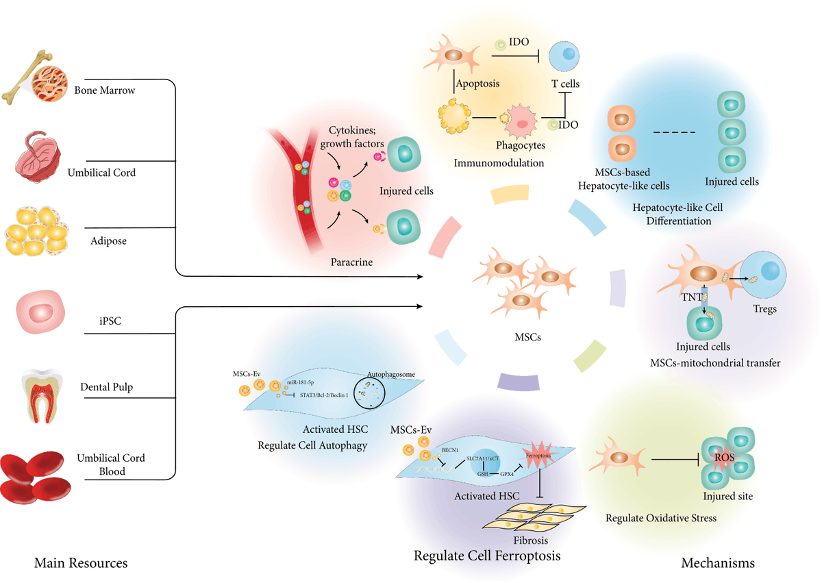 MesenchymalCell's tweet image. 🔎 Looking for an interesting read?

In this #review collaborators focus on the main resources of #MSCs, underlying therapeutic mechanisms, clinical applications, and efforts made to improve MSC-based #CellTherapy efficiency.

📚 bit.ly/3VVZowJ