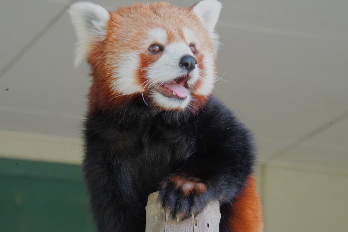 comemeshe's tweet photo. F1と水族館と動物園が好きな人フォローよろしく👼👼👼

#f1jp
#honda
#redbull
#水族館
#動物園 https://t.co/6nWIa3GJ4f