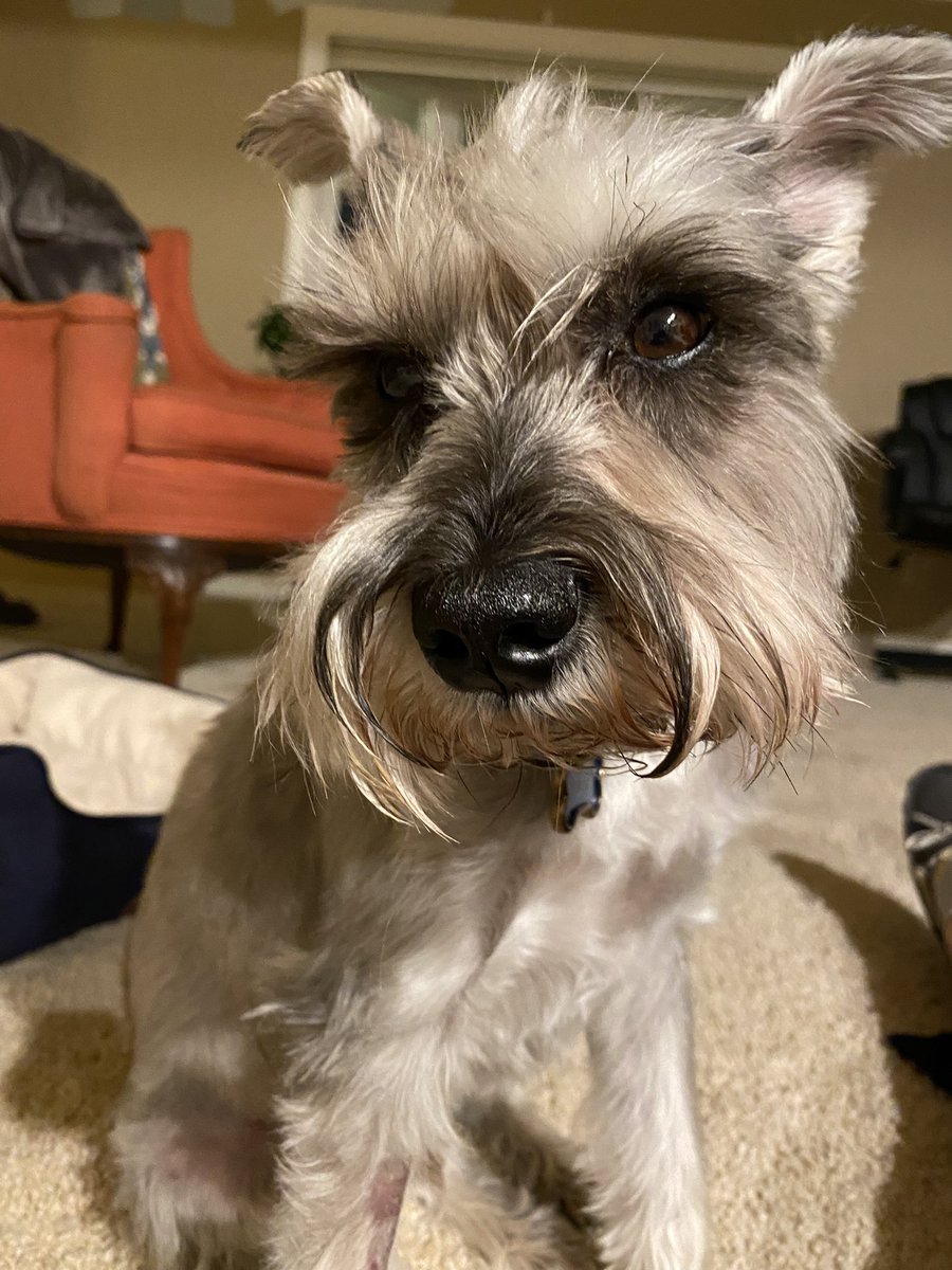 JenSJones19's tweet photo. @AllisonLCarter He just had a teeth cleaning and dental extraction.  So, with the meds, he’s not sure what’s going on right now! https://t.co/rlq0Cj5zy0