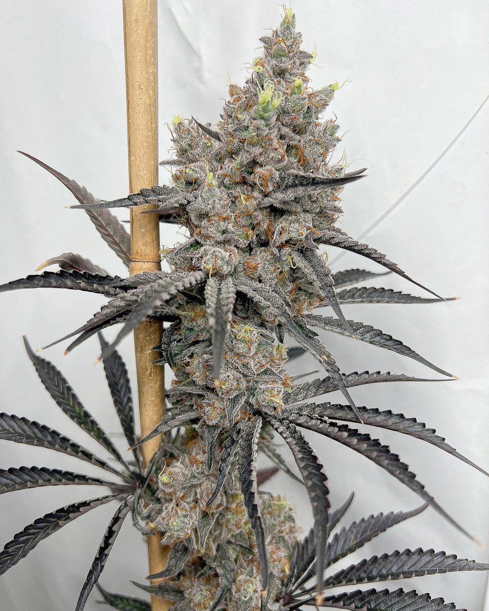 SolfireGardens's tweet photo. #GIVEAWAY 🎉🎉🎉
Winner Receives 1 pack of "Weekend at Garys" Seeds from https://t.co/9gjrkZ8yQA
How to enter
Follow @SolFireGardens 
Like+Retweet
Comment/Tag 3 friends
Join The https://t.co/NToec13GFN for an extra entry
Winner in 24 hours 🏆
#Win #Solfire #Contest #Cannabis #42o https://t.co/3aeaQH1KWG