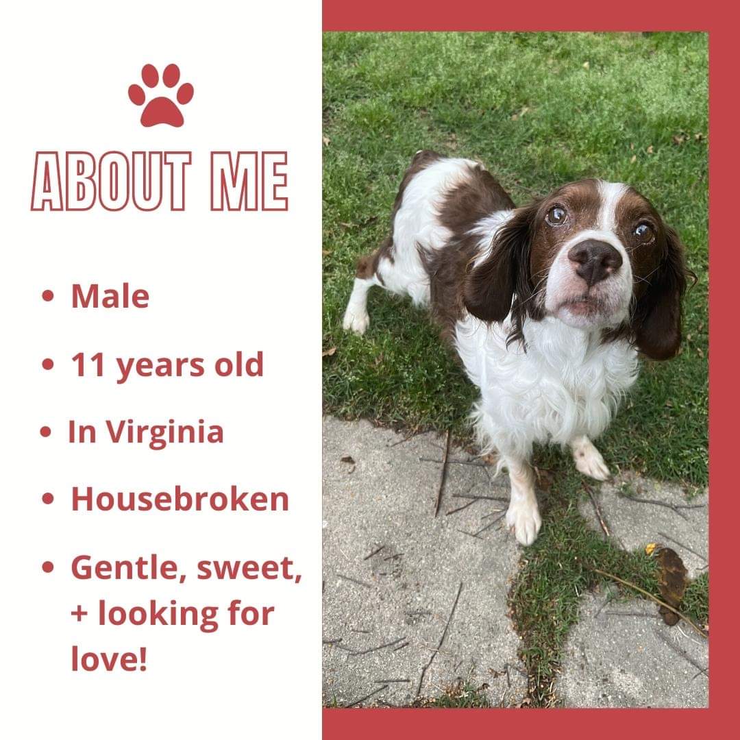 ADOPT GUS! Remember me? If you can believe it, I'm still looking for a family to adopt me! I promise, I'm the bestest boy, and I would just love to find someone to love me. 💗

I’m one of the gentlest, sweetest souls you’ll ever meet... m.facebook.com/story.php?stor…
#ABRSeniorSpotlight