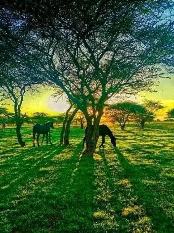 mohamed_huruse's tweet photo. Dooxada Xudun ee Gobolka Sool. https://t.co/okOZkCmVq5