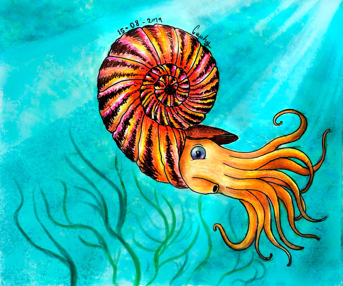 cephalofille's tweet photo. Hi folks! Hope you're having a good week!🤗
And that you've not get tired yet of #sciart cos I have for you this #amonite #art I've made on 2019
#traditionalart #oilpastels #sharpie
#paleoart #paleontology https://t.co/2PQOo8kq5v