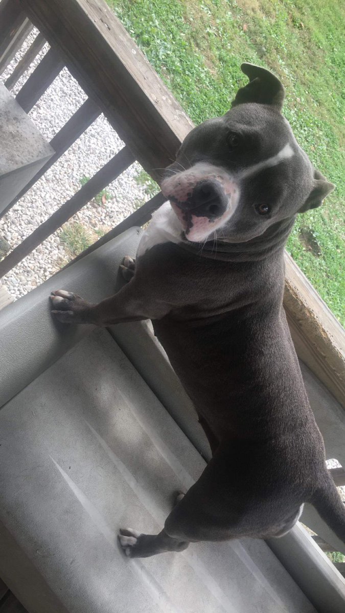 Update on Roxie.  My friend that works at the vet said she was able  to get her to eat some today if she hand feeds her. She did go out to pee today. But no bowel movements yet. She said she looked better in her eyes also. My son is going to go visit her tomorrow.