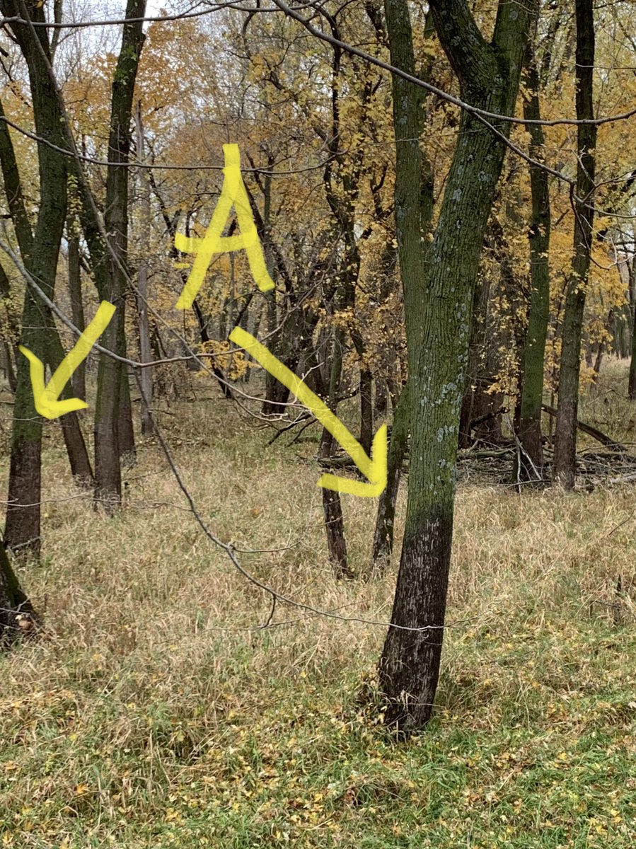 drbillyjbeck's tweet photo. #FloodplainForest exploration today w/ @IIHRUIowa @IowaGeoSurvey @IowaStateNREM - investigating how these critical areas influence IA #waterquality, #hydrology.

Note “lichen line” on #trees in #floodplain (A) vs. on levee (B) is at same elev.

#Flood stage indicator? 🤔 https://t.co/fNqHqR85Q4