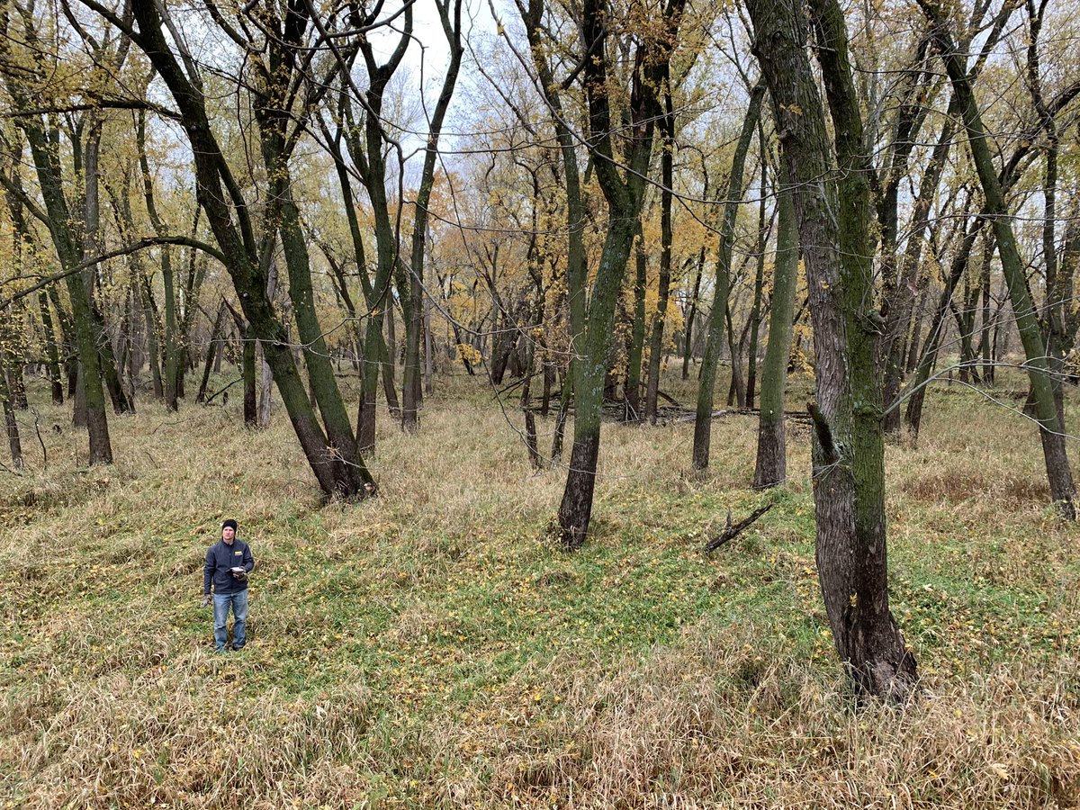 drbillyjbeck's tweet photo. #FloodplainForest exploration today w/ @IIHRUIowa @IowaGeoSurvey @IowaStateNREM - investigating how these critical areas influence IA #waterquality, #hydrology.

Note “lichen line” on #trees in #floodplain (A) vs. on levee (B) is at same elev.

#Flood stage indicator? 🤔 https://t.co/fNqHqR85Q4