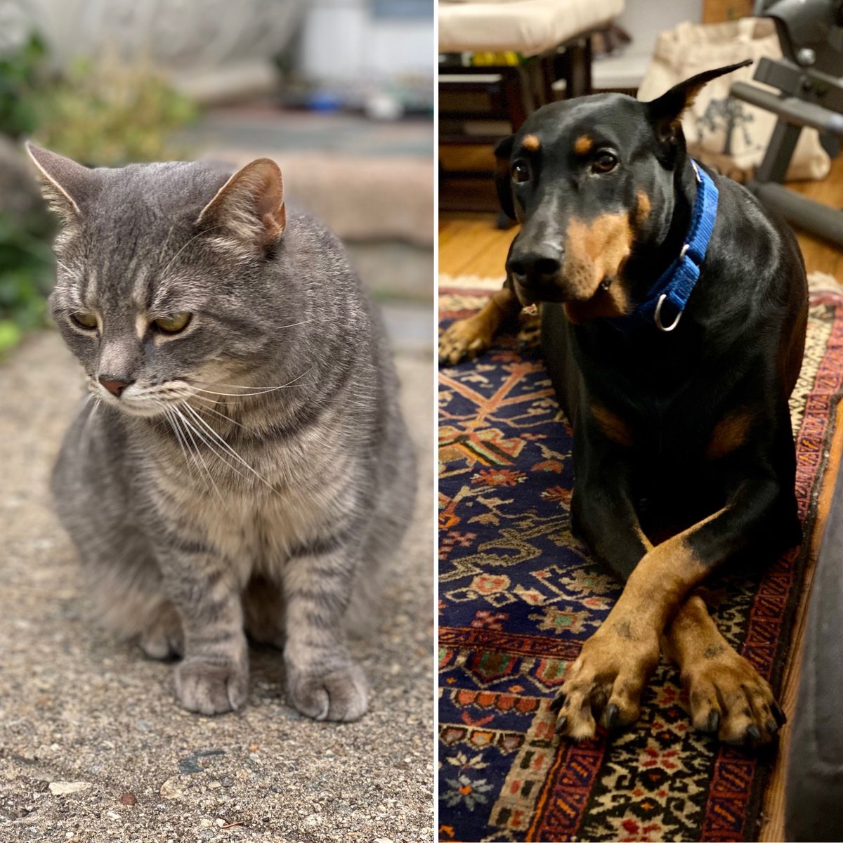amyvanessa's tweet photo. Pebbles and Athena support #SNELovesPets which helps donate $5 to 12 New England animal organizations @SubaruOfNewEng @ReynoldsSubaru https://t.co/BG7CtKb3Lm