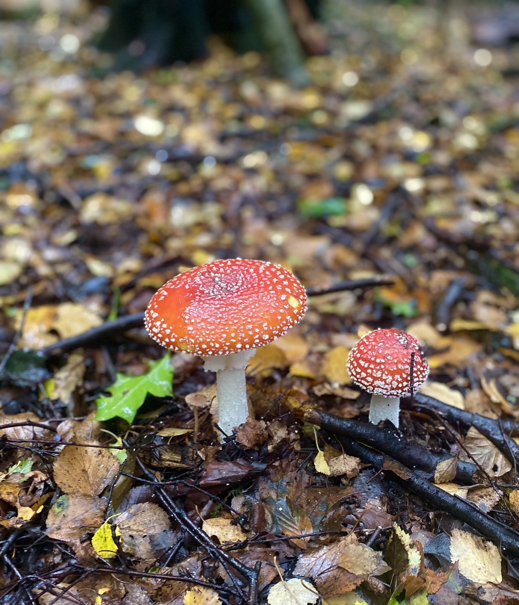 SandraDavey71's tweet photo. @BBCSpringwatch foraging for beautiful fungi at Box Hill, Surrey
#AutumnWatch https://t.co/mWBroDSP90