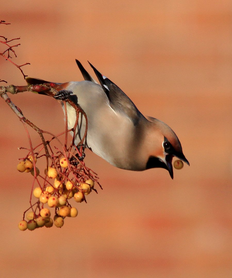 stevesealimages's tweet photo. They could be coming soon to a berry bush near you . As food supplies are at a low in Scandinavia , large flocks are gathering along the coast ready to head west. Eye,s open  they are  coming. #waxwing
@WestMidBirdClub @WestMidsBirding https://t.co/YlEVPh1jGv
