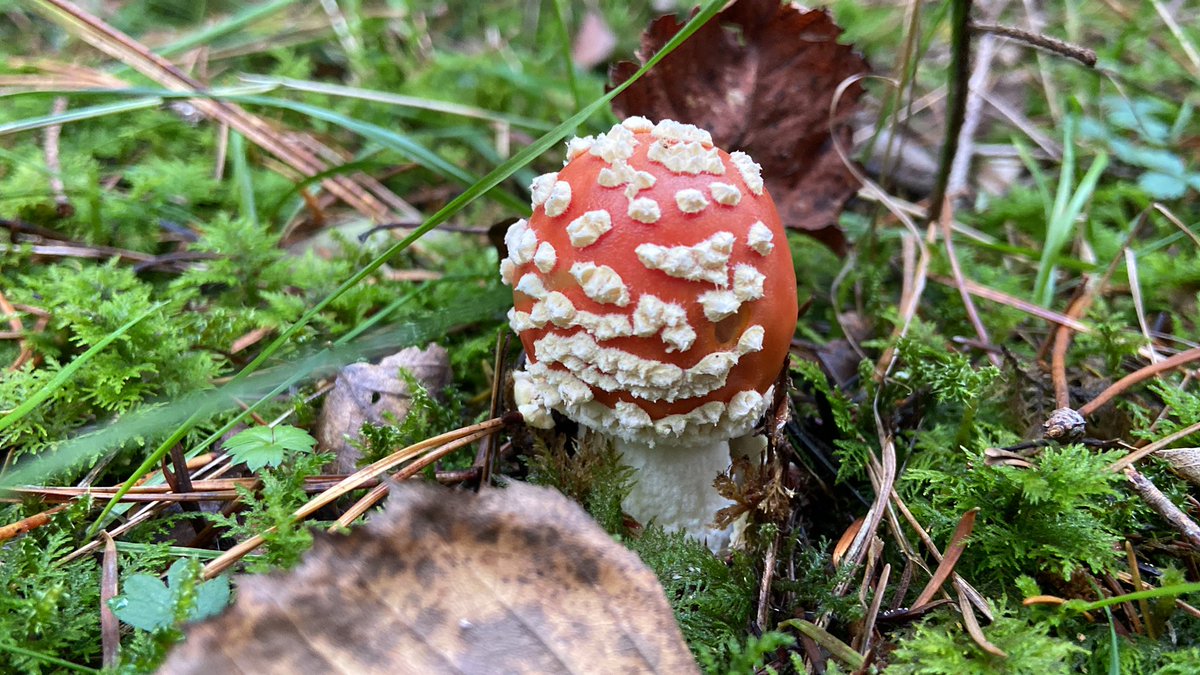Winter_Semeya's tweet photo. Can't help but photograph this amazing mushroom when I see it. #Autmnwatch https://t.co/LpJfgDbXM1