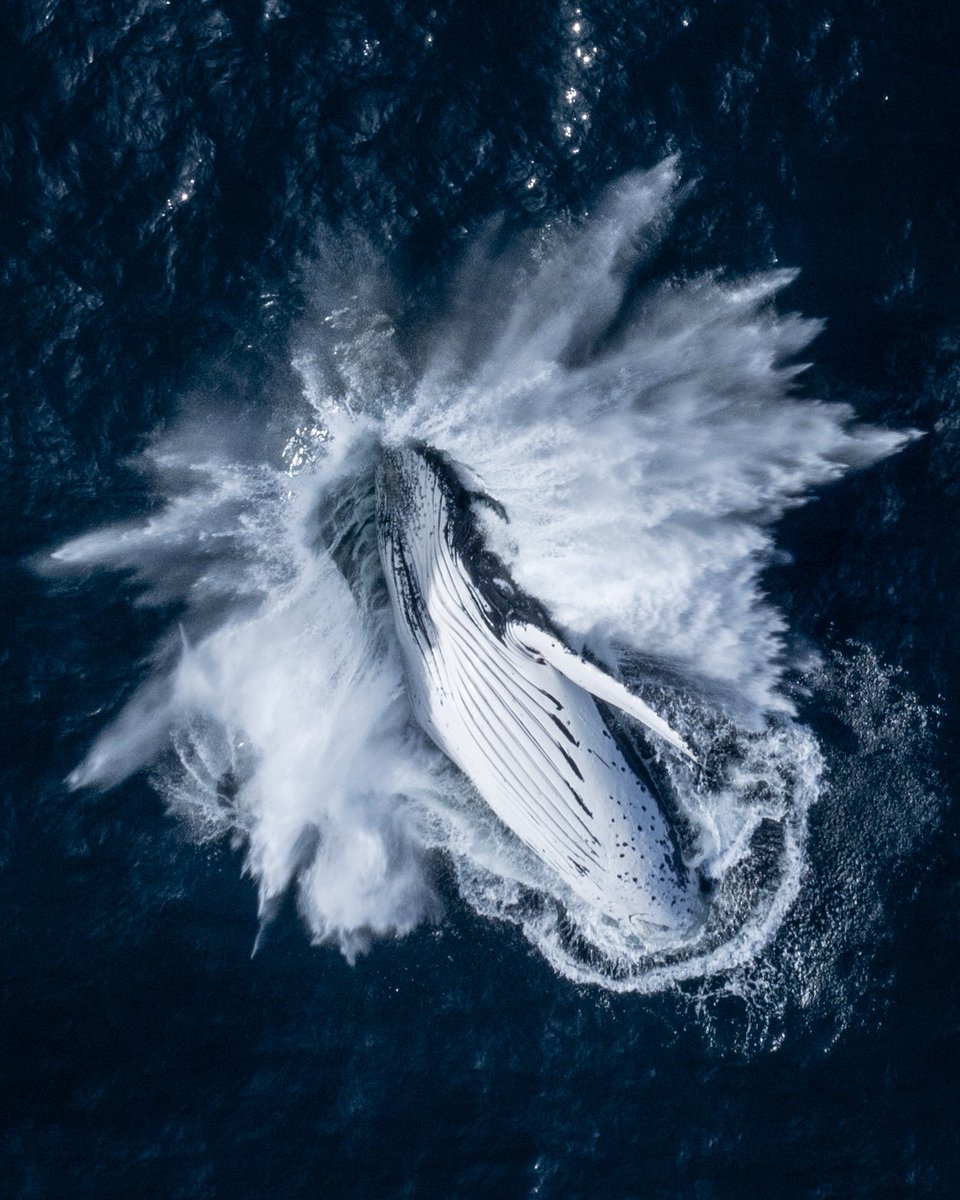 GM. Whale season is in full swing at the moment!