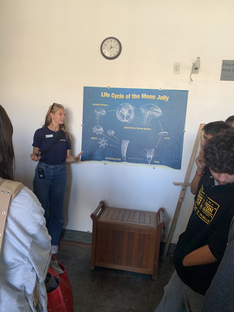 Moon Jelly ⁦<a href="/IMS_Knights/">ImperialMiddleSchool</a>⁩