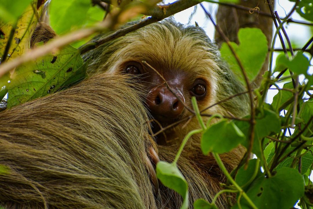 You never know what (or who) you'll find hidden within our trees. 📍: Costa Rica 📷 : harryburgess