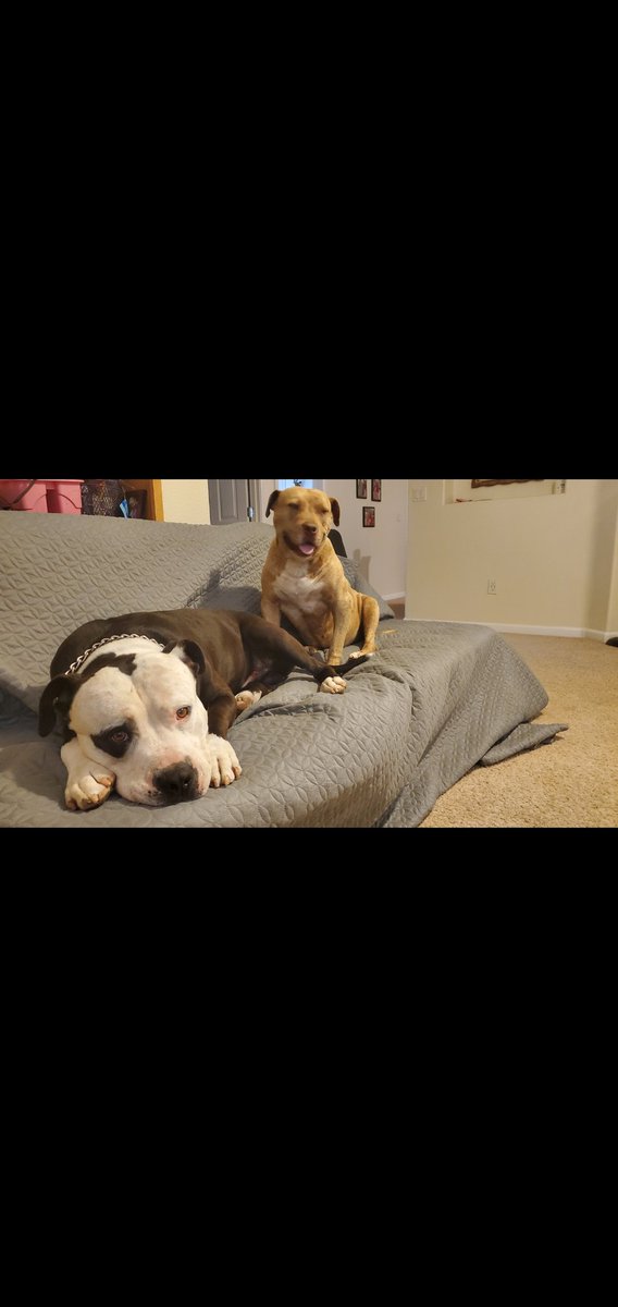 ksjanda's tweet photo. This is kilo and kia. #madt307 https://t.co/mw4si4LaCP