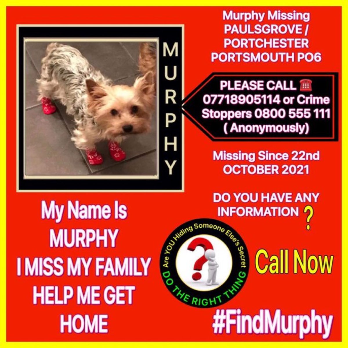 Little Murphy went missing from the Paulsgrove area, #Porchester #PO6 on 23rd October 2021. Have you seen this little lad, he’s been missing a year now 😢Please help get him home where he belongs 🙏💕🐾 Thank you 🙏 #dogs #MissingDog #findMurphy #YorkshireTerrier #rehomehour