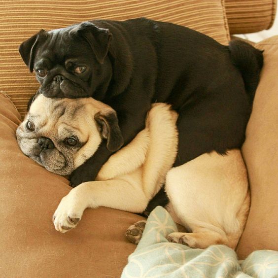 Winter is coming... Cuddling is necessary..☺️☺️☺️ #pug #pugs #puglife #Kanye #KevinBacon #JonStewart