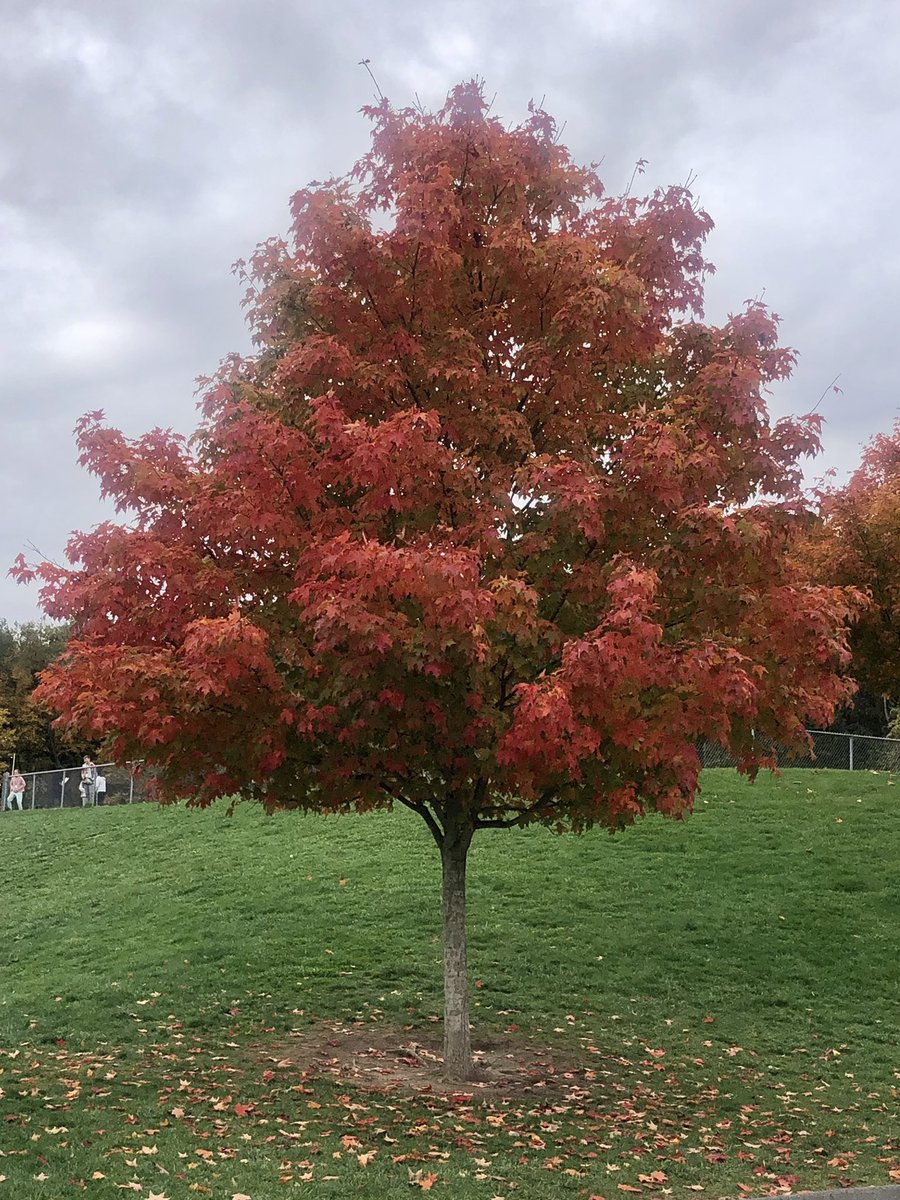 PHSMrsRizzo's tweet photo. My very favorite fall tree 🍁🌳🍂😍 #fall #rizzo247245 https://t.co/tbLIQdyvhc