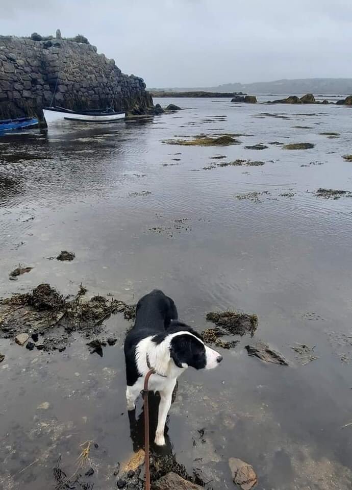 Bobby and Cindy have been enjoying getting out & about & exploring new smells by the sea😊🥰 Lots of new sights, textures & scents-such an enriching walk!🥰💙🐾 #MADRA #rescuedogs #canineenrichment