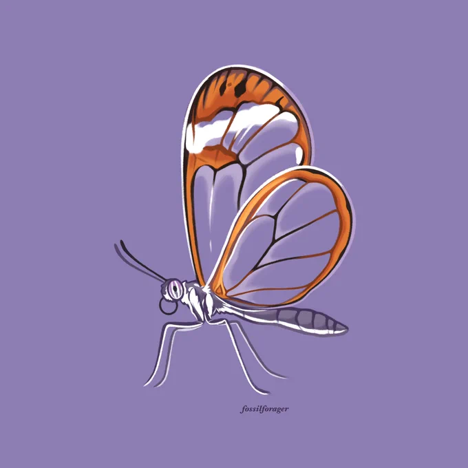 #Invertober2022 Day 25 - Glasswing Butterfly  