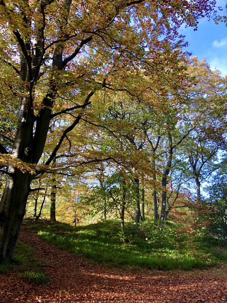 Gorgeous #autumnleaves near #Grosmont @northyorkmoors today #AutumnWatch <a href="/BBCSpringwatch/">BBC Springwatch</a> 🍁