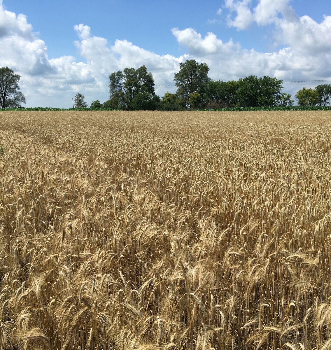practicalfarmer's tweet photo. PFI's new research report on cereal rye and triticale varieties is now online! Eleven cereal rye varieties and one triticale variety were screened at four Iowa State University research farms. Learn more about the important key findings: https://t.co/rXKHqV2Iye https://t.co/Qb0dz10ctA