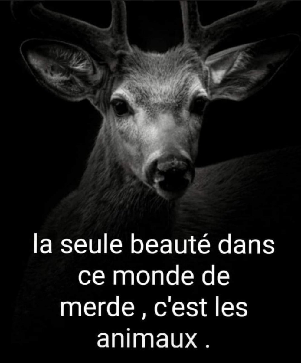animal__passion's tweet image. La seule beauté dans ce monde de merde , c'est les animaux 👌🤍