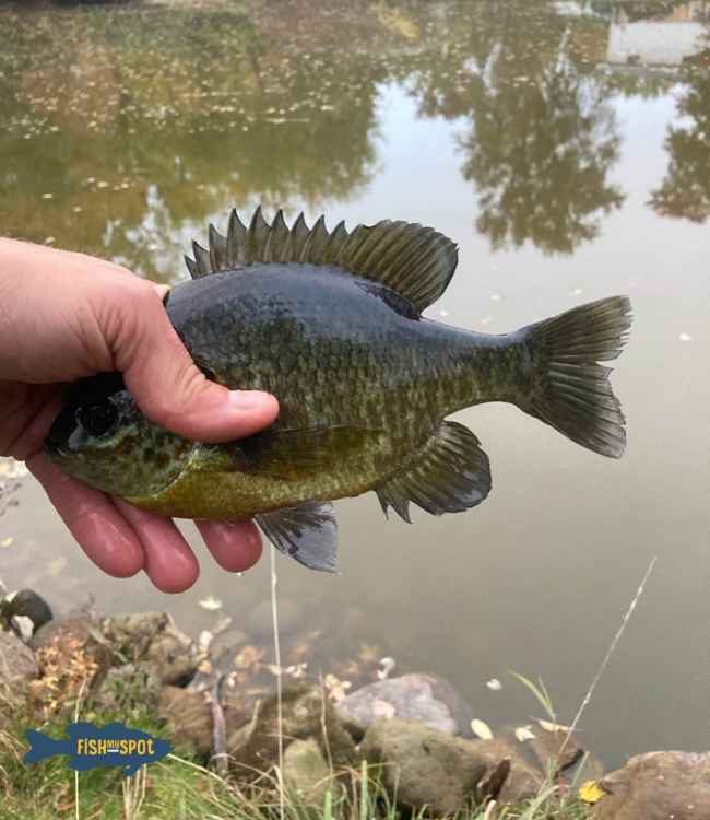 FishMySpot's tweet photo. NEW POND ALERT! Check out this new listing in Jackson Twp., Ohio. Learn more at https://t.co/AI7srBUPZg https://t.co/CV6zS2IuYt