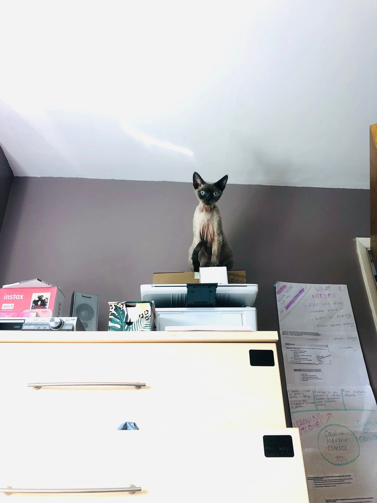 heyivyash's tweet photo. You ever get the feeling you're being watched? #studentlife #musicbusiness #diymusicartistuk #devonrexlife https://t.co/vbdupGNn6c