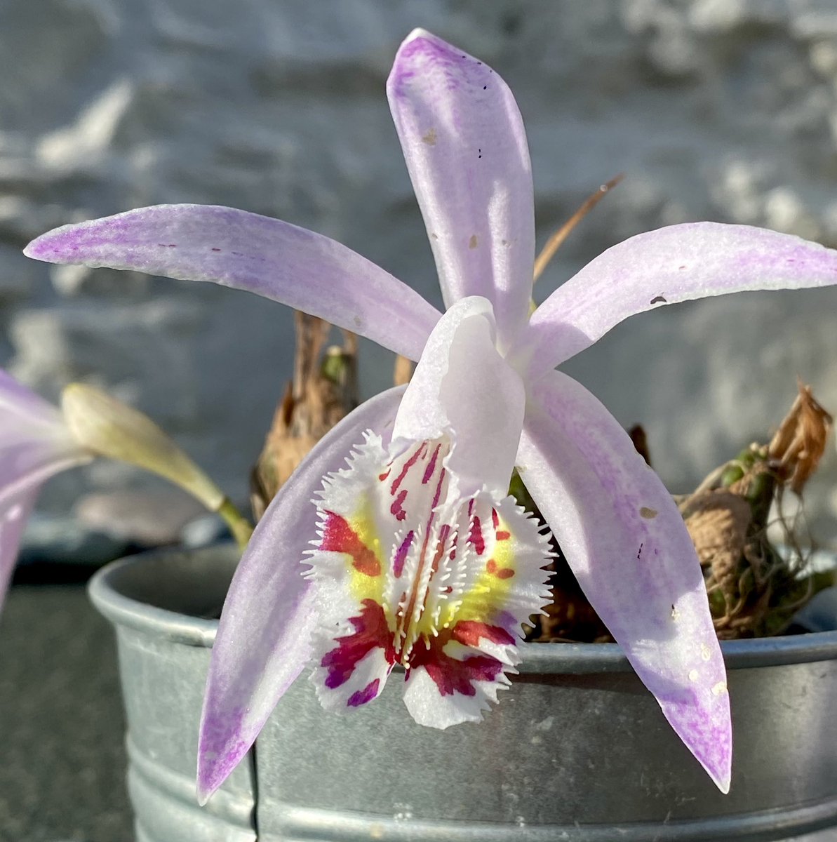 Surely the most spectacular lip of any orchid? Pleione x Confirmation is a hybrid between two autumn-flowering species, P. maculata and P. praecox. It flowers once it’s dropped its leaves and grows easily in our unheated conservatory #houseplanthour @TheMathersFoun1