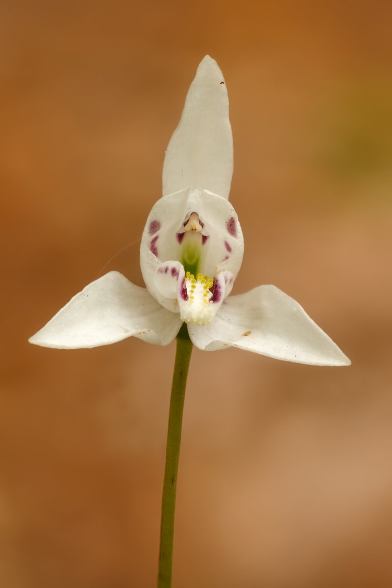 ¿🌱 Te gustan las Orquídeas 🌷? Ayúdanos a identificar, observar y reportar 📲, sabremos distribución, población 📊 y posibles amenazas para las orquídeas 🗺👩‍💻.
📌 Más: bit.ly/3gfk02s

#orquideanativa #chileanorchids@PostCienciaUACh <a href="/UAustraldeChile/">Universidad Austral de Chile</a> <a href="/LeylaCardenasT/">LEYLA CARDENAS TAVIE</a>
