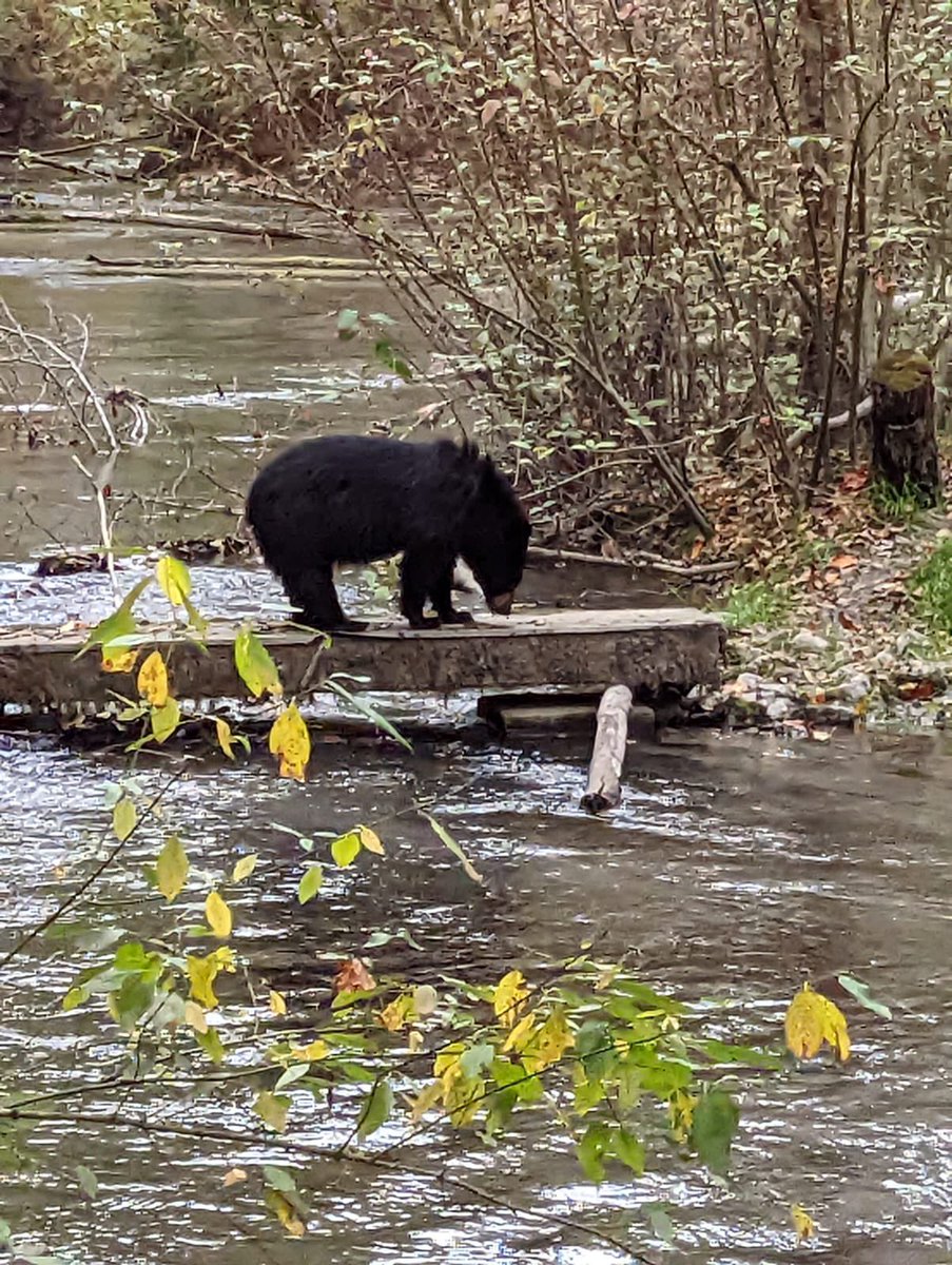 ADaPT_Speller's tweet photo. An awesome weekend trip to the #EcoEvo Symposium in Squamish yesterday- full of salmon, bears and interesting conversation! Dr. Speller gave the closing talk “Digging for Biodiversity: the power of archaeological archives for reconstructing past environments and ecosystems” 🐟🐻 https://t.co/E5AP0EKer9
