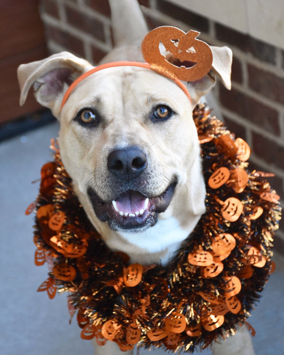 humanecharlotte's tweet image. Meet Laina! This three-year-old gal is looking for an adult-only home where she can stay physically and mentally active. She loves walks, belly scratches, and giving kisses. Learn more about Laina, as well as all of our available animals at humanecharlotte.org/adoption.