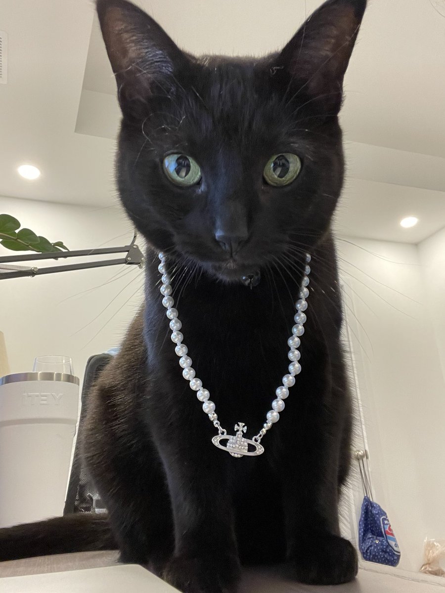 aCatNamedDaisy's tweet photo. Ooh yeh stylish #CatsOfTwitter https://t.co/lDw0PvFCzU