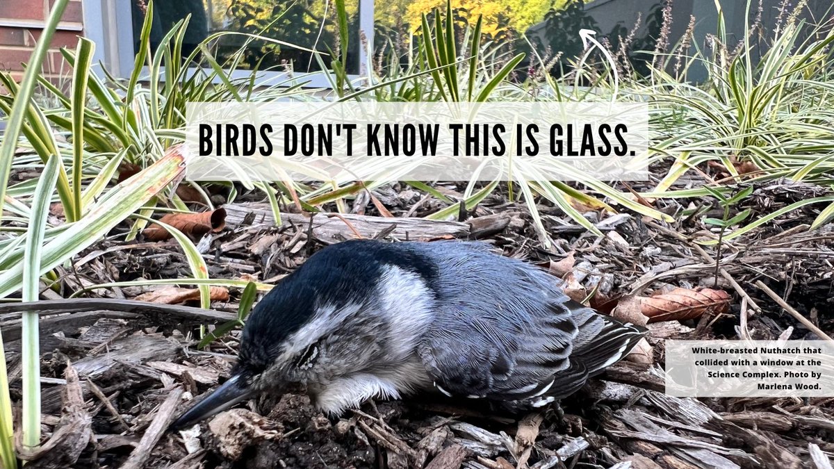 How can we expect birds to recognize human architectural cues? That is not possible, unless we let them know the glass is there with window decals or ultraviolet-coated glass.

Reflections appear to show clear flyways with trees and sky, but are actually glass. #birds #lightsout