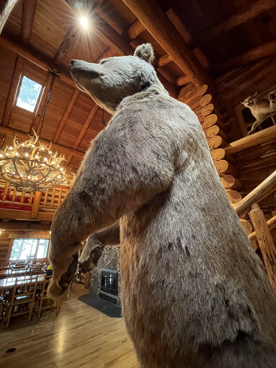 fllodge's tweet photo. While we're missing all of our guests and seasonal staff, this guy is keeping a close eye on the lodge. #Montana #FlatheadLakeLodge #GuestRanch https://t.co/dFB4lYqZUj