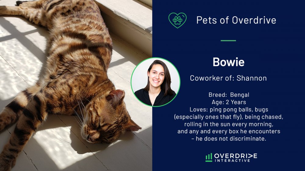 Bowie is a beautiful Bengal cat belonging to Front-End Developer/Graphic Designer Shannon M. Bowie's favorite things are ping pong balls, bugs, being chased, rolling in the sun every morning, and any and every box he encounters (he does not discriminate).