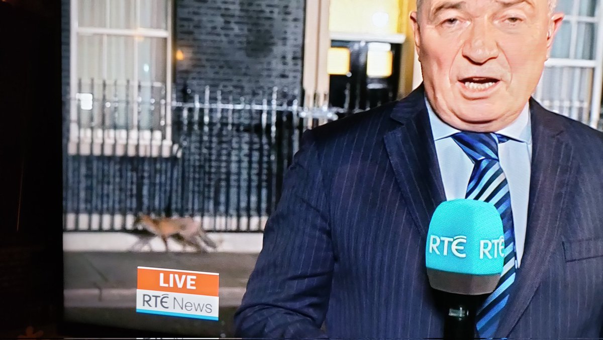 cormac_tuohy's tweet photo. Sly fox in Downing st. https://t.co/eJMHuCKEmy