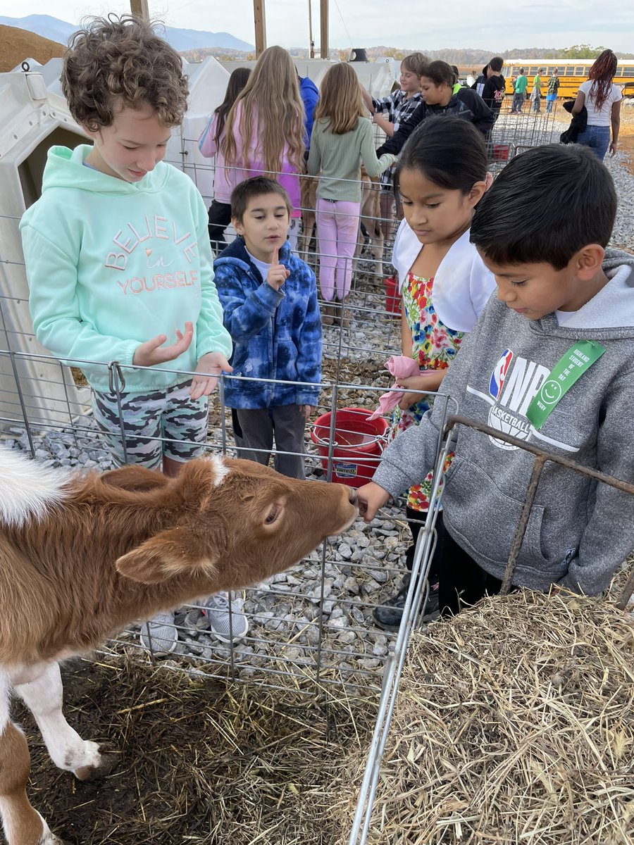 Mooreer's tweet photo. 3rd was excited to pet the bottle feed calf’s #farmtofridge @connecting_s @HighlandGville https://t.co/YeaAgOsoFg