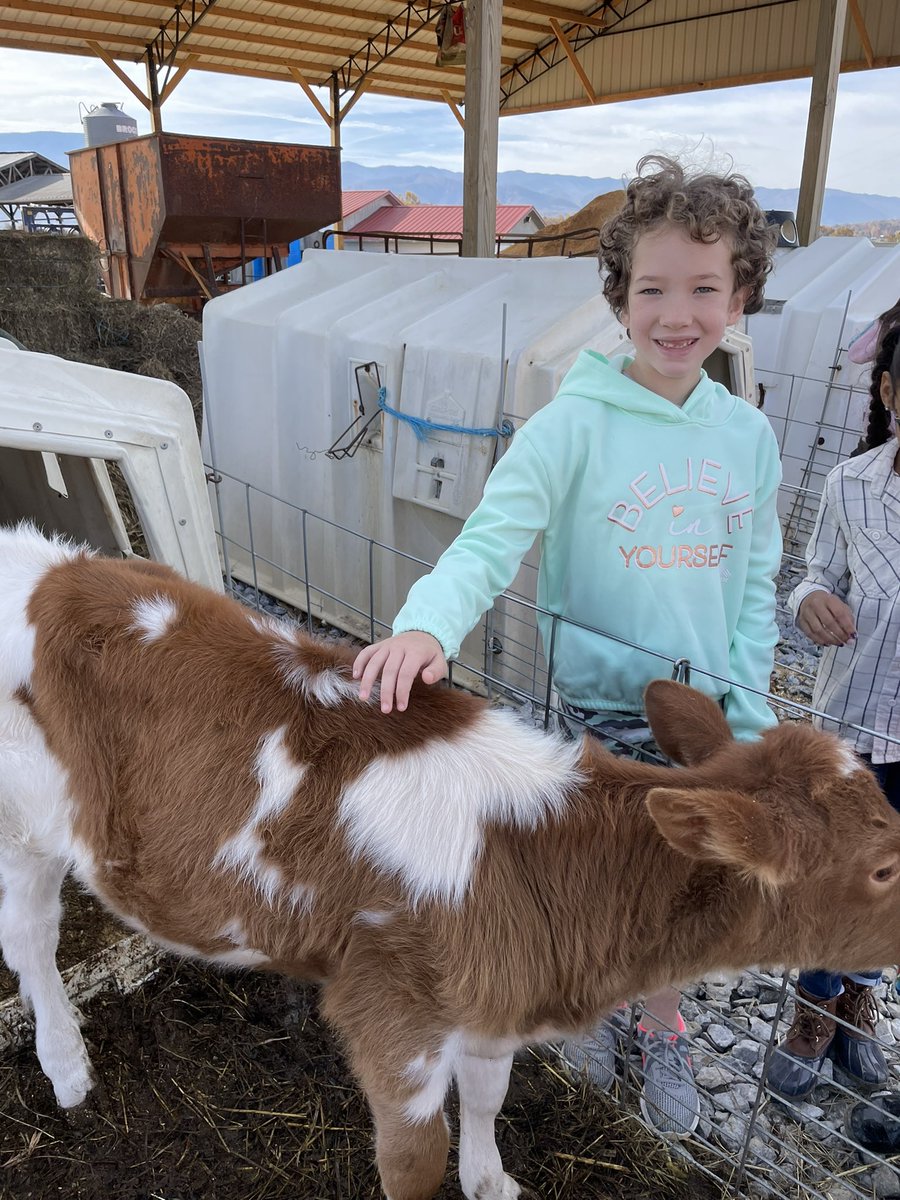 Mooreer's tweet photo. 3rd was excited to pet the bottle feed calf’s #farmtofridge @connecting_s @HighlandGville https://t.co/YeaAgOsoFg