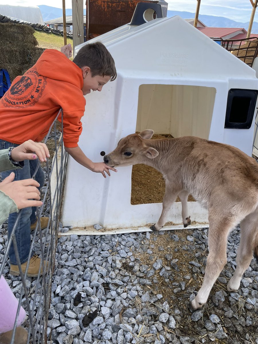 Mooreer's tweet photo. 3rd was excited to pet the bottle feed calf’s #farmtofridge @connecting_s @HighlandGville https://t.co/YeaAgOsoFg