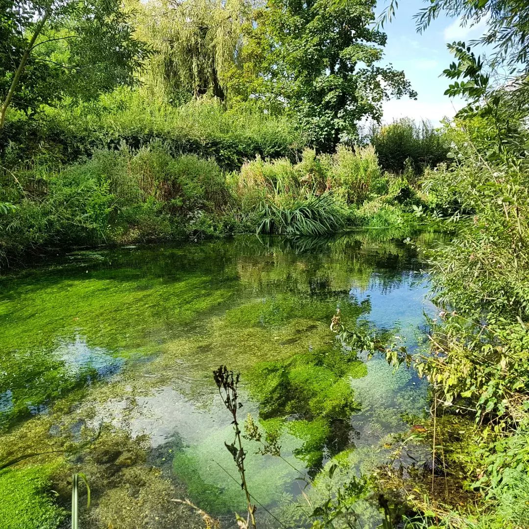 Ooh! #BBC2 8pm tomorrow = #AutumnWatch will have a piece on native white clawed crayfish! On Hampshire rivers. One for #WatercressAndWinterbournes fans!!
<a href="/HeritageFundUK/">The National Lottery Heritage Fund</a> #River #crayfish <a href="/HantsIWWildlife/">Hampshire & Isle of Wight Wildlife Trust</a>