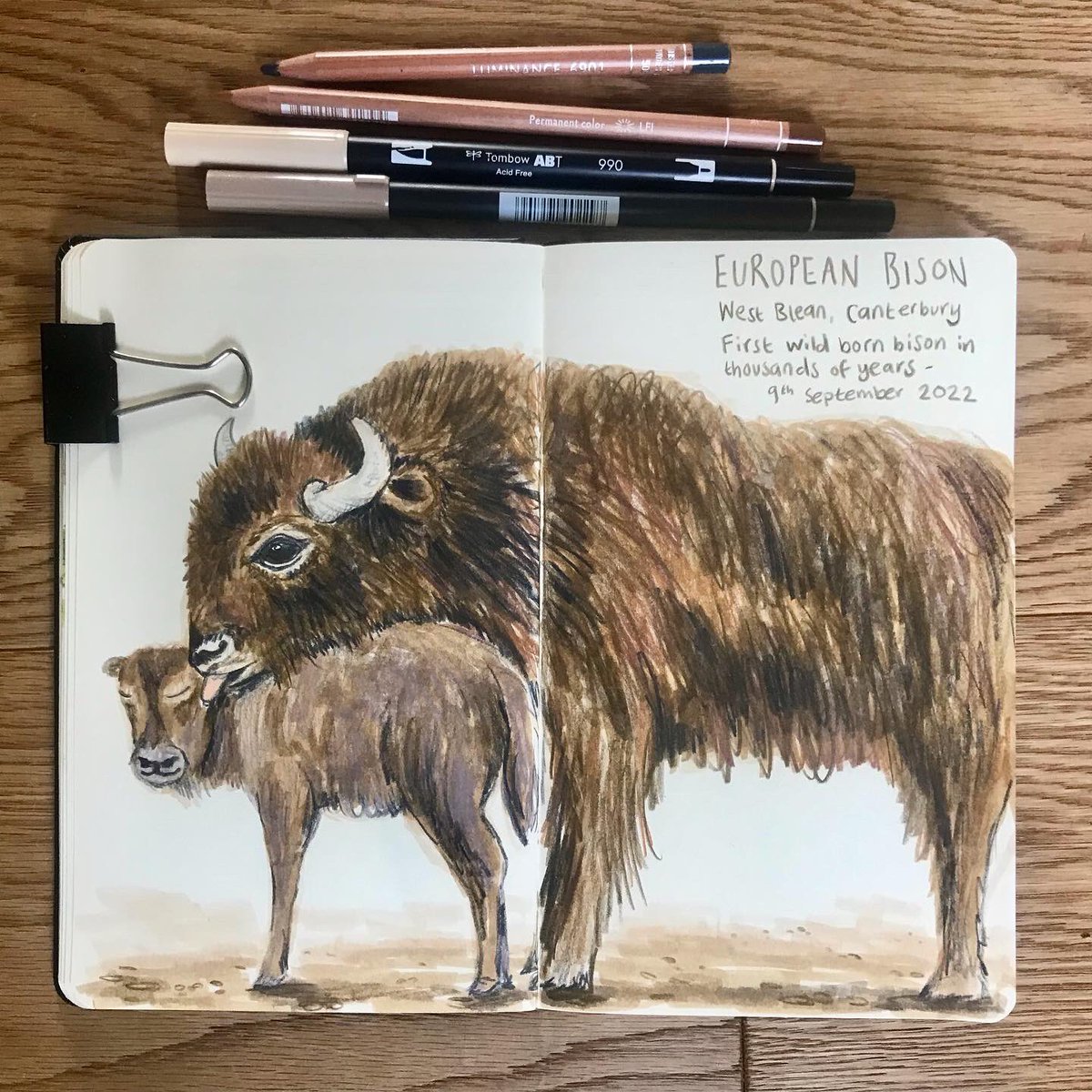 CDesignWild's tweet image. Welcome to the world, our first wild born bison in the UK for thousands of years 💛 I loved drawing mums gorgeous hair! If you want to support these huge hairy ecosystem engineers, check out @KentWildlife and @WildwoodTrust #rewilding #wildlifeillustrator